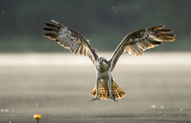 Göl kenarında balıkkartalı avcılık görünümü kadar kapatın
