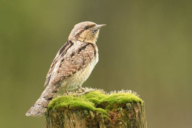 Doğal yaşam alanı içinde şirin boyunburan görünümünü kapat