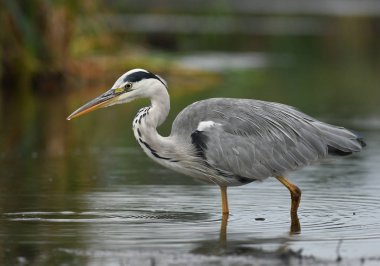Gri balıkçıl doğal ortamlarında, yakın çekim