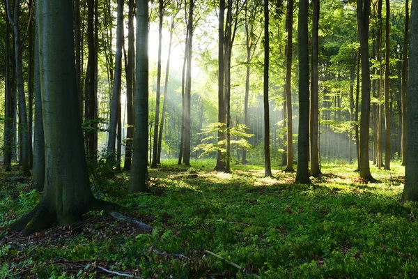 Mooie Ochtend Met Zon Herfst Bos — Stockfoto