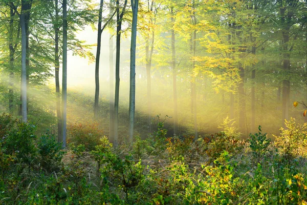 Bella Mattina Con Sole Nella Foresta Autunnale — Foto Stock