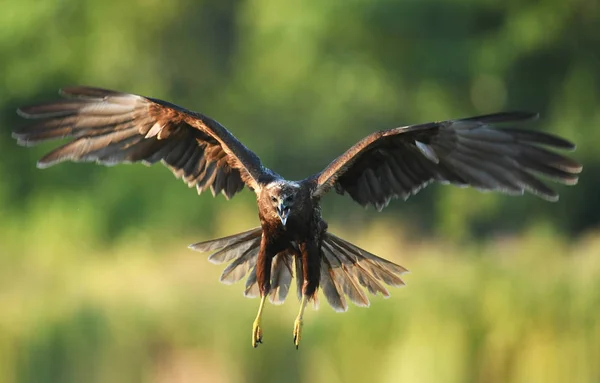 Vista Perto Marsh Harrier Voando — Fotografia de Stock