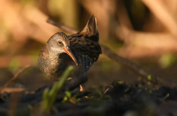 Close View Water Rail Natural Habitat — Stock Photo, Image