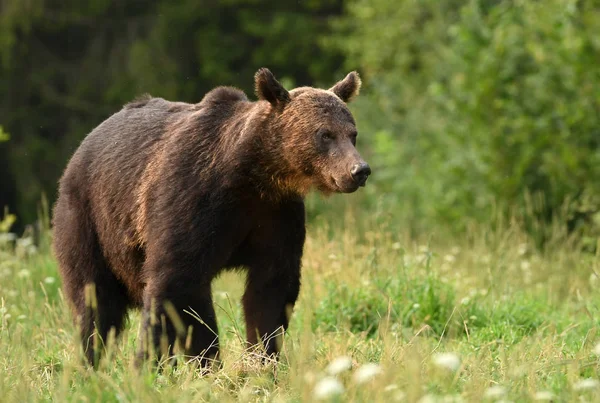 Dziki Niedźwiedź Brunatny Naturalnym Środowisku — Zdjęcie stockowe