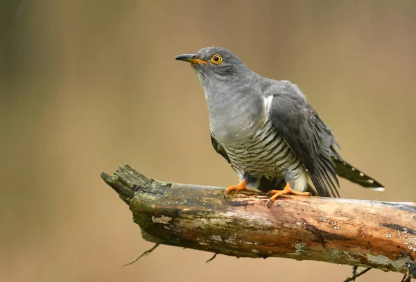 Common Cuckoo Close View — Stock Photo, Image