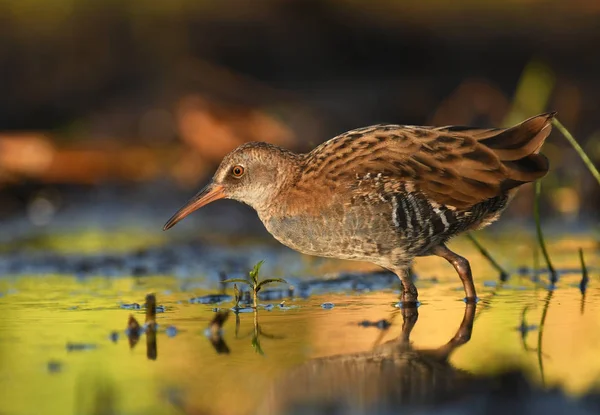 Vista Cerca Water Rail Hábitat Natural — Foto de Stock