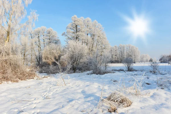 Bela Paisagem Inverno Com Árvores Sem Folhas — Fotografia de Stock