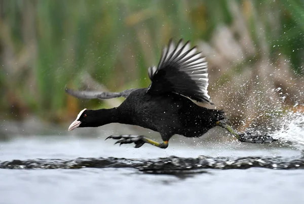 Coot Eurasiano Habitat Natural — Fotografia de Stock