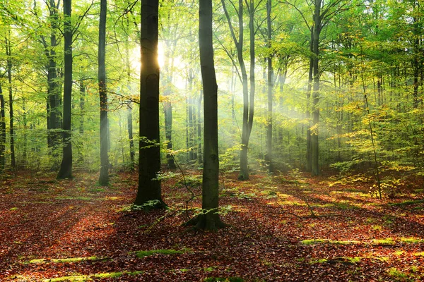 Schöner Morgen Mit Sonnenschein Herbstlichen Wald — Stockfoto