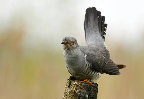 Gemeiner Kuckuck Nahsicht — Stockfoto