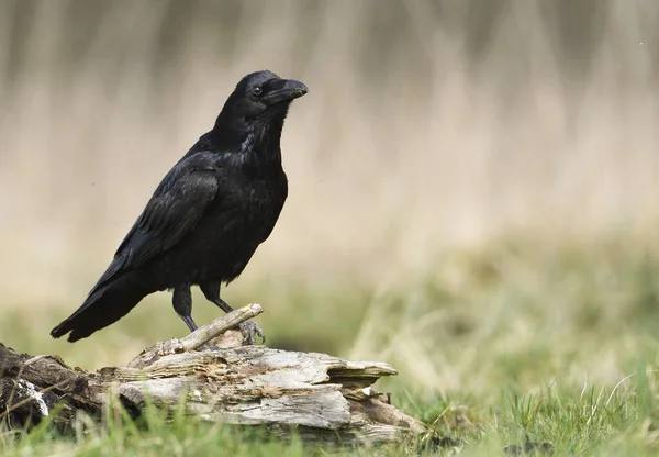 Vue Rapprochée Corbeau Commun — Photo