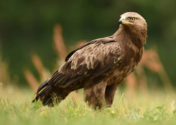 Close View Lesser Spotted Eagle — Stock Photo, Image