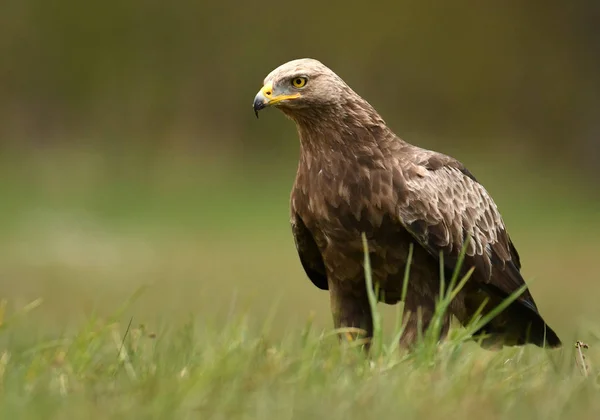 Close Van Mindere Spotted Eagle — Stockfoto