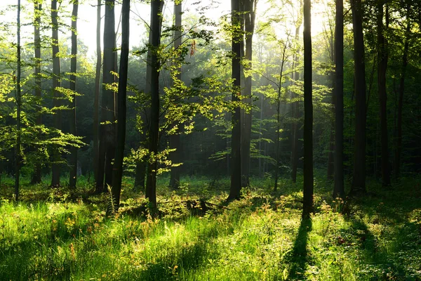 Pagi Yang Indah Dengan Sinar Matahari Hutan Musim Gugur — Stok Foto