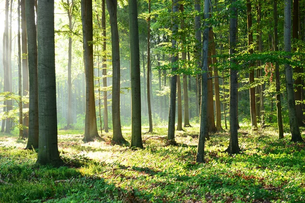 Mooie Ochtend Met Zon Herfst Bos — Stockfoto