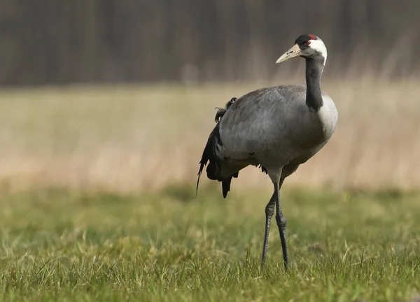 Zbliżenie Żuraw Naturalnym Środowisku — Zdjęcie stockowe