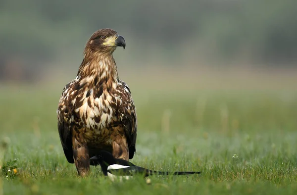 Vista Cerca Del Águila Cola Blanca — Foto de Stock