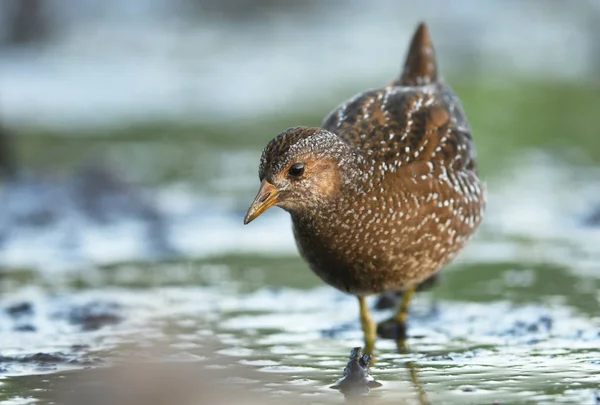 Close View Spotted Crake Natural Habitat — Stock Photo, Image