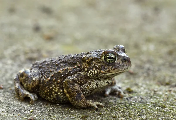 Vue Rapprochée Crapaud Natterjack Dans Habitat Naturel — Photo