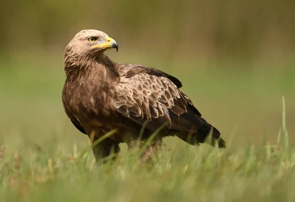 Close View Lesser Spotted Eagle — Stock Photo, Image