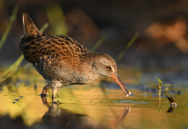 Close View Water Rail Natural Habitat — Stock Photo, Image