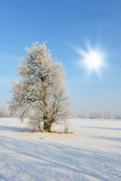 Bela Paisagem Inverno Com Árvores Sem Folhas — Fotografia de Stock