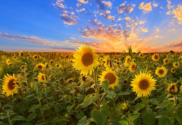 Coucher Soleil Sur Champ Tournesol — Photo