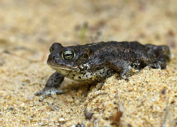 Vue Rapprochée Crapaud Natterjack Dans Habitat Naturel — Photo