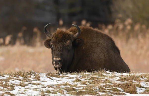 Avrupa Bizonu Bison Bonasus — Stok fotoğraf