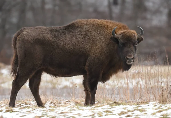 欧洲野牛 Bison Bonasus — 图库照片