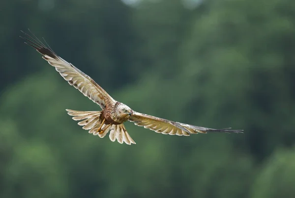 Close up view of marsh harrier flying