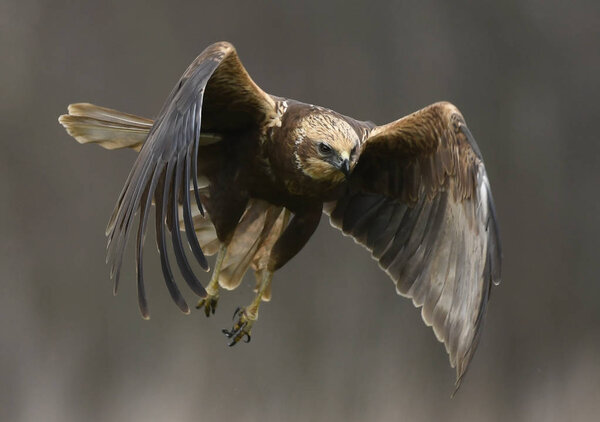 Close up view of marsh harrier flying