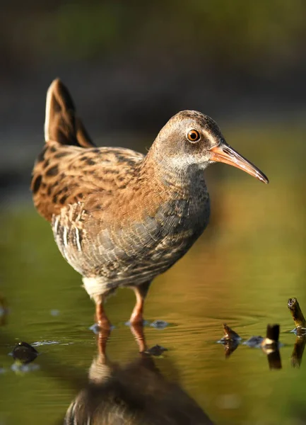 Close View Water Rail Natural Habitat — Stock Photo, Image