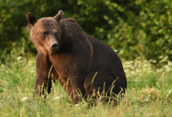 Urso Pardo Selvagem Habitat Natural — Fotografia de Stock