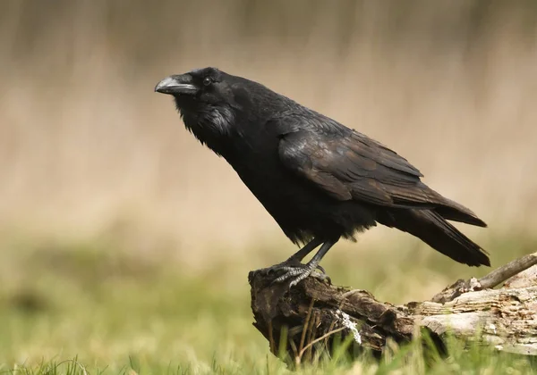 Закрыть Вид Common Raven — стоковое фото