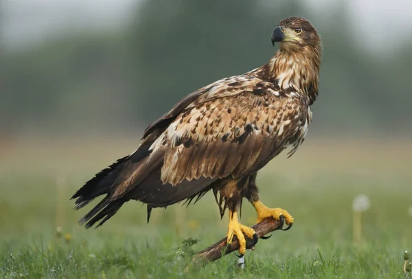 Stäng Upp Vita Tailed Eagle — Stockfoto