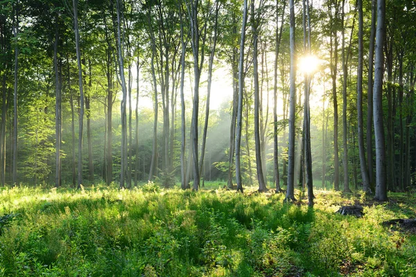 Bela Manhã Com Sol Floresta Outono — Fotografia de Stock