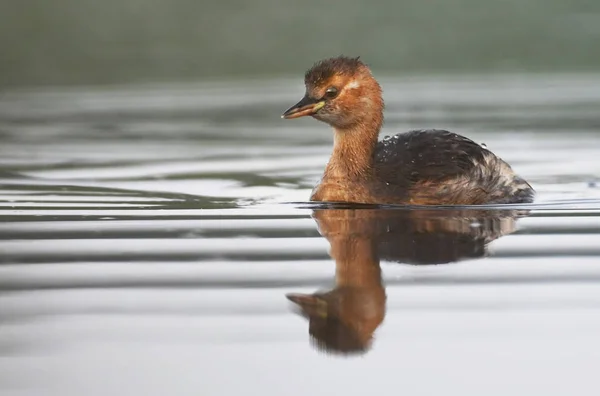 Vista Vicino Del Piccolo Grebe Nell Habitat Naturale — Foto Stock