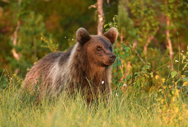 Oso Pardo Salvaje Hábitat Natural —  Fotos de Stock