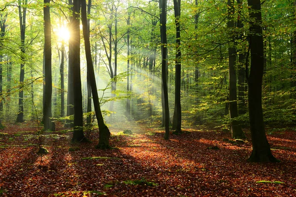 Piękny Poranek Promieniach Słońca Jesienny Las — Zdjęcie stockowe