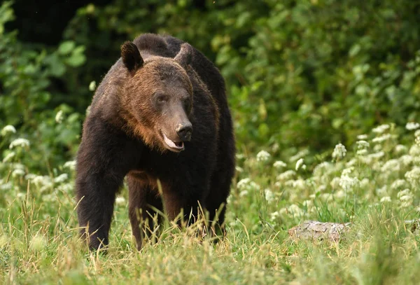 Wilde Bruine Beer Natuurlijke Habitat — Stockfoto