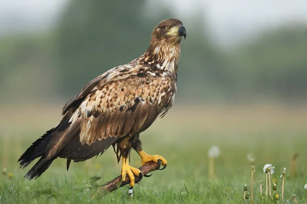 Stäng Upp Vita Tailed Eagle — Stockfoto