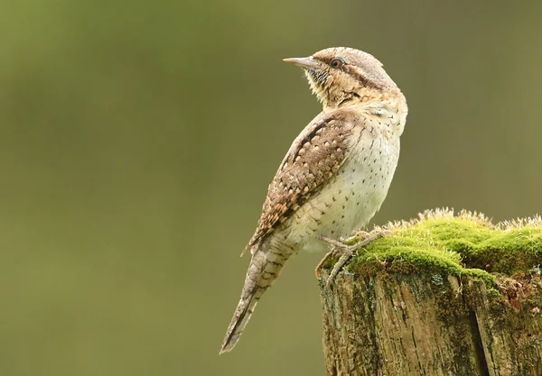 Close View Cute Wryneck Natural Habitat — Stock Photo, Image