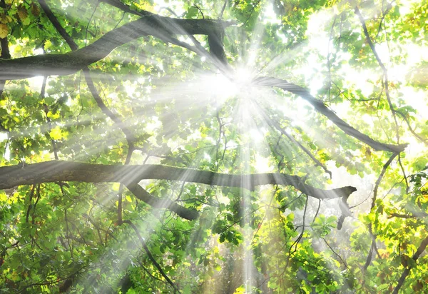 güzel sabah güneş sonbahar orman ile