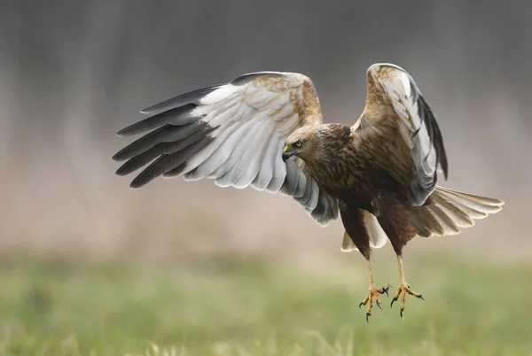 Vista Perto Marsh Harrier Voando — Fotografia de Stock