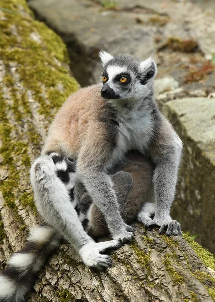 Ogoniasty Lemur Naturalnym Środowisku — Zdjęcie stockowe