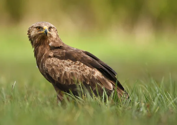 Close View Lesser Spotted Eagle — Stock Photo, Image