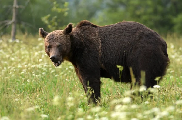 Dziki Niedźwiedź Brunatny Naturalnym Środowisku — Zdjęcie stockowe