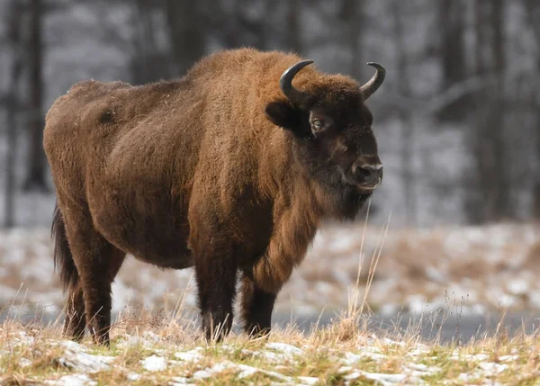 Ευρωπαϊκός Βίσωνας Bison Bonasus — Φωτογραφία Αρχείου