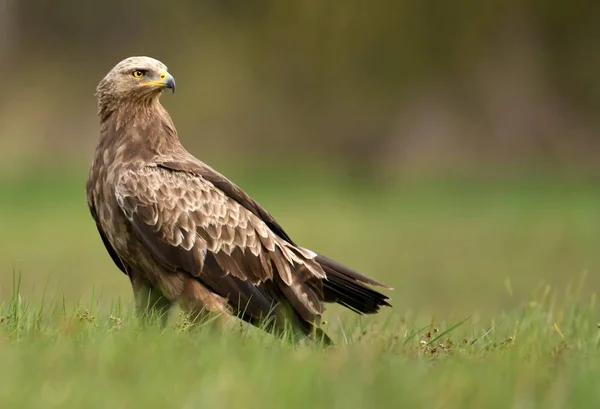 Vista Cerca Del Águila Manchada Menor — Foto de Stock